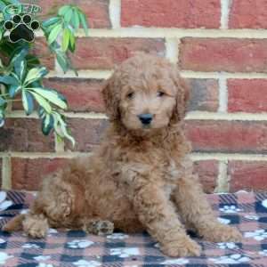 Ellie, Mini Goldendoodle Puppy