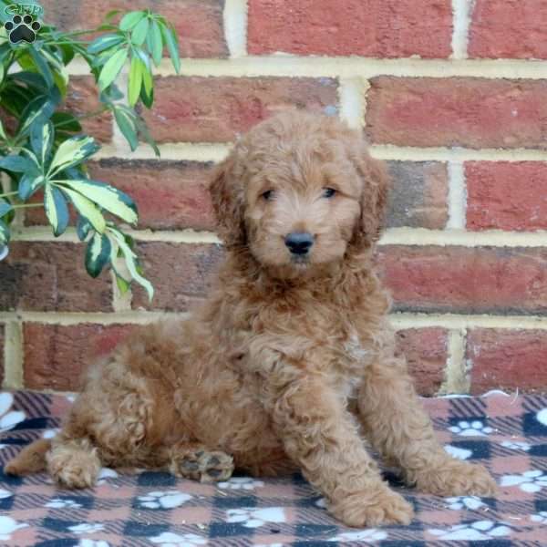 Ellie, Mini Goldendoodle Puppy