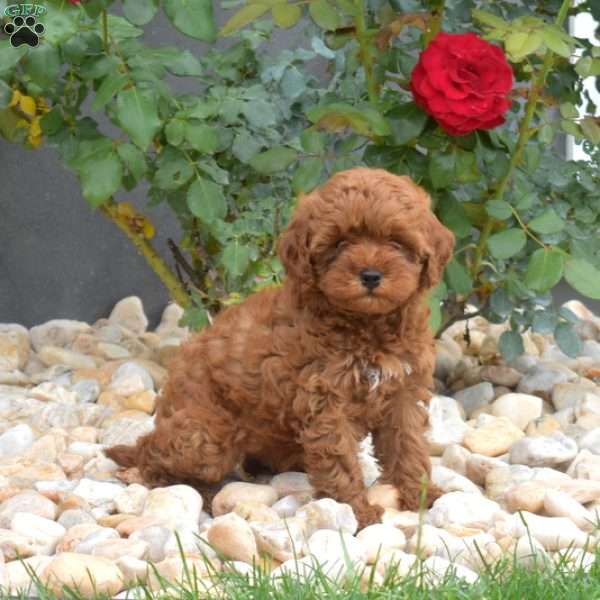Ellie, Mini Goldendoodle Puppy