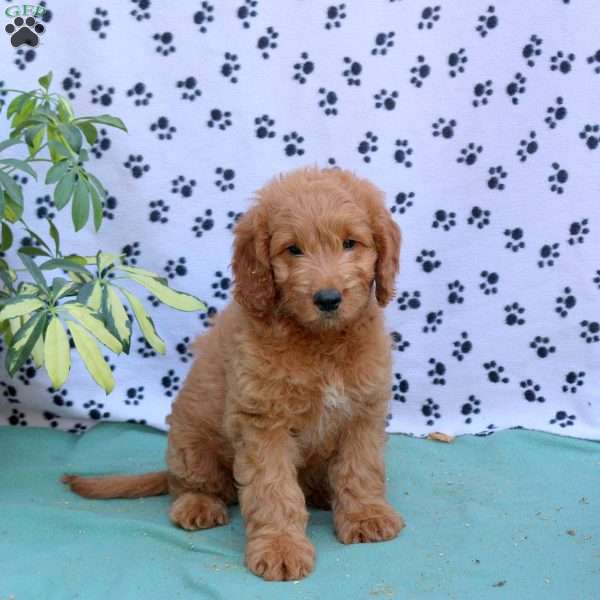 Ellie, Mini Goldendoodle Puppy
