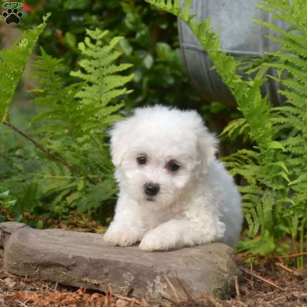 Ellie, Bichon Frise Puppy