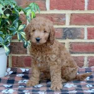 Ellie, Mini Goldendoodle Puppy