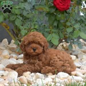 Ellie, Mini Goldendoodle Puppy
