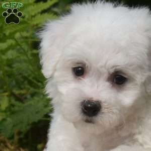Ellie, Bichon Frise Puppy