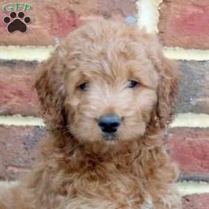 Ellie, Mini Goldendoodle Puppy