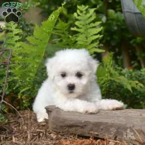 Ellie, Bichon Frise Puppy