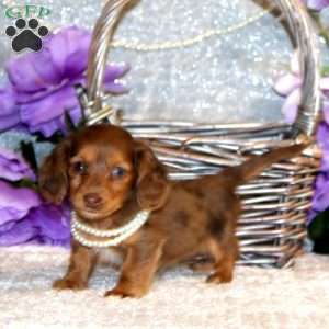 Ellie – Mini, Dachshund Puppy