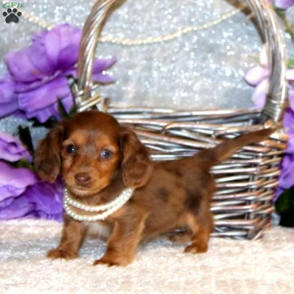 Ellie – Mini, Dachshund Puppy