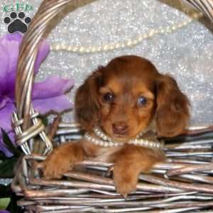 Ellie – Mini, Dachshund Puppy