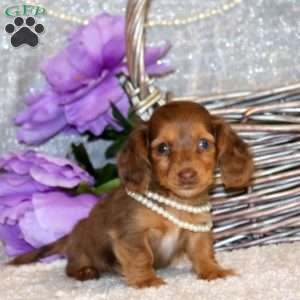 Ellie – Mini, Dachshund Puppy