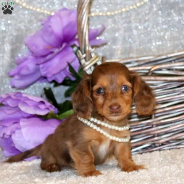 Ellie – Mini, Dachshund Puppy