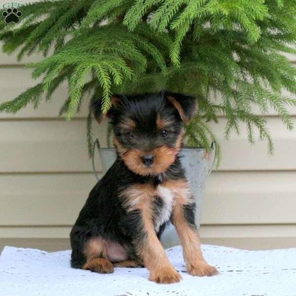 Elliot, Yorkie Puppy