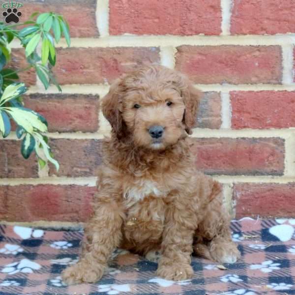 Elliot, Mini Goldendoodle Puppy