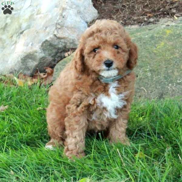 Elliot, Mini Goldendoodle Puppy