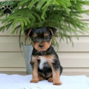 Elliot, Yorkie Puppy