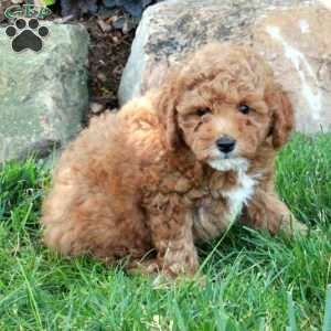 Elliot, Mini Goldendoodle Puppy