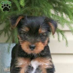 Elliot, Yorkie Puppy