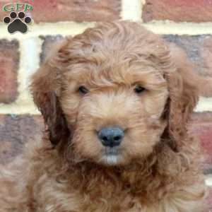 Elliot, Mini Goldendoodle Puppy