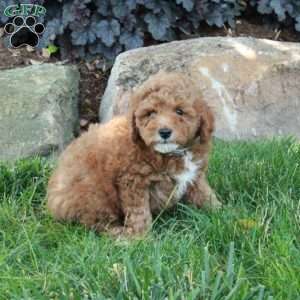 Elliot, Mini Goldendoodle Puppy