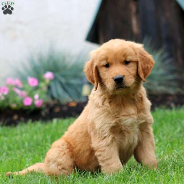 Elliot, Golden Retriever Puppy