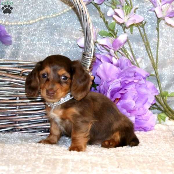 Elliot – Mini, Dachshund Puppy