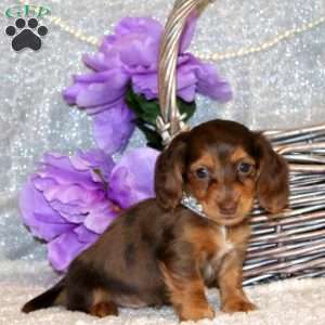 Elliot – Mini, Dachshund Puppy