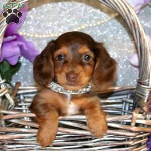 Elliot – Mini, Dachshund Puppy