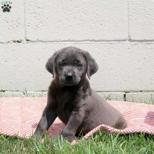 Eloise, Charcoal Labrador Retriever Puppy