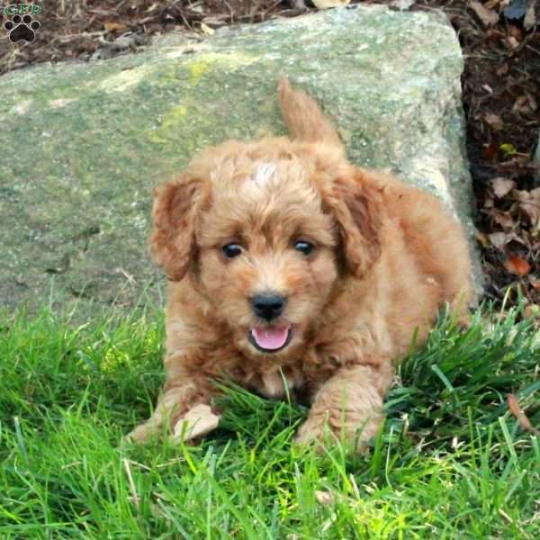 Eloise, Mini Goldendoodle Puppy