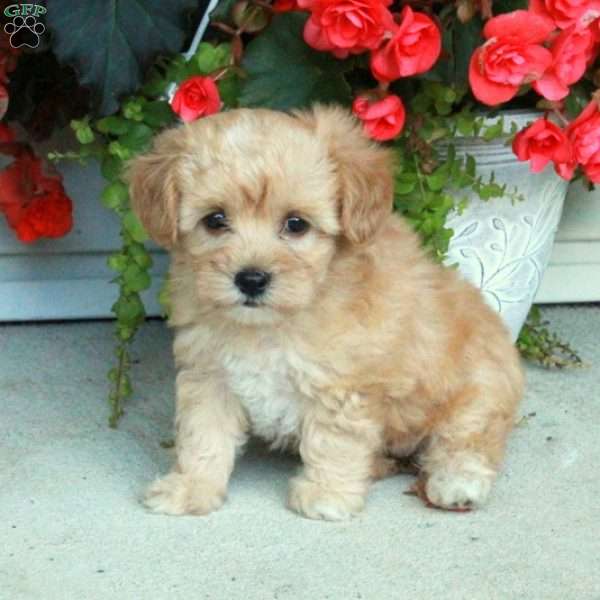Eloise, Maltipoo Puppy