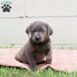Eloise, Charcoal Labrador Retriever Puppy