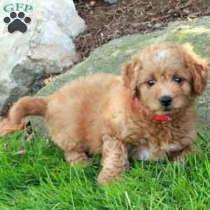 Eloise, Mini Goldendoodle Puppy