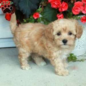 Eloise, Maltipoo Puppy
