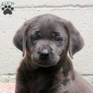 Eloise, Charcoal Labrador Retriever Puppy