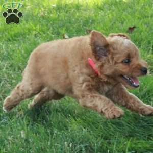 Eloise, Mini Goldendoodle Puppy