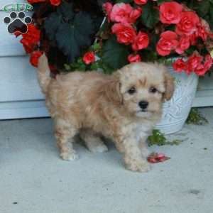 Eloise, Maltipoo Puppy