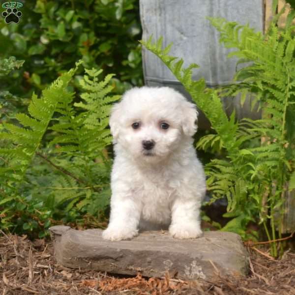 Elsa, Bichon Frise Puppy