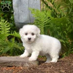Elsa, Bichon Frise Puppy