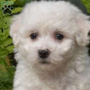 Elsa, Bichon Frise Puppy