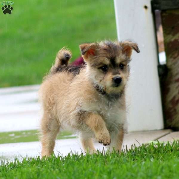 Elsa, Miniature Poodle Mix Puppy
