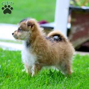 Elsa, Miniature Poodle Mix Puppy