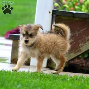 Elsa, Miniature Poodle Mix Puppy