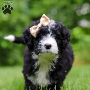 Elsie, Bernedoodle Puppy