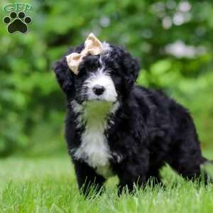 Elsie, Bernedoodle Puppy