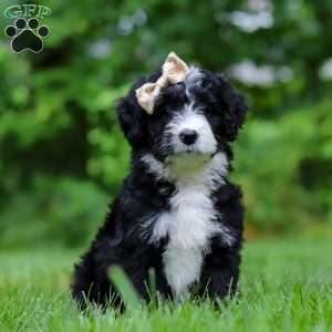 Elsie, Bernedoodle Puppy
