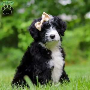 Elsie, Bernedoodle Puppy