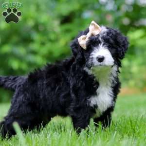 Elsie, Bernedoodle Puppy