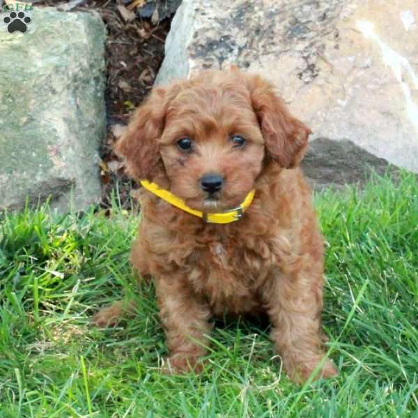 Elsie, Mini Goldendoodle Puppy
