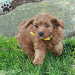 Elsie, Mini Goldendoodle Puppy