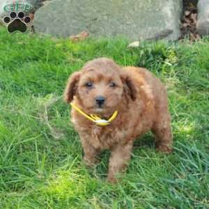 Elsie, Mini Goldendoodle Puppy
